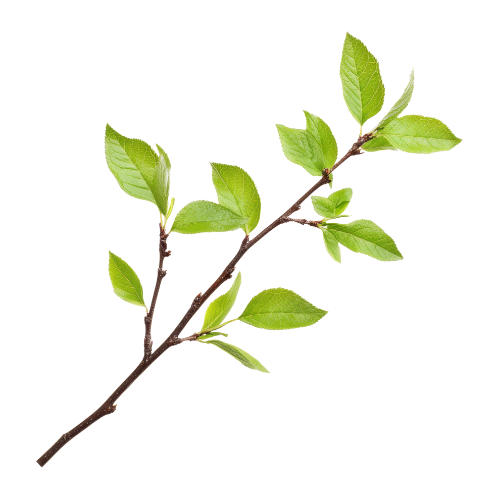 Spring twig with fresh green leaves isolated on a transparent background highlighting natures renewal, spring twig with green leaves isolated on transparent background png