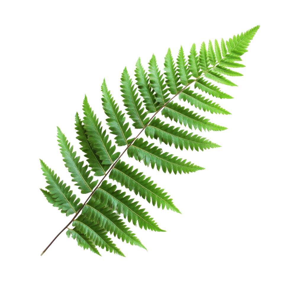 A vibrant green fern leaf isolated against a clean transparent background showcasing its delicate fronds and texture, Green fern leaf isolated on transparent background png
