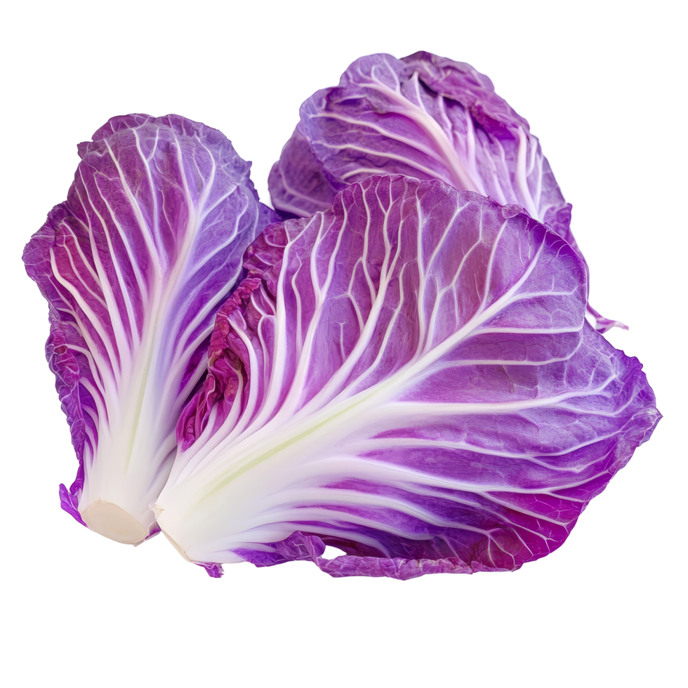 Fresh purple Chinese cabbage on a bright transparent background, showcasing its vibrant colors and intricate leaf patterns, purple chinese cabbage on transparent background png