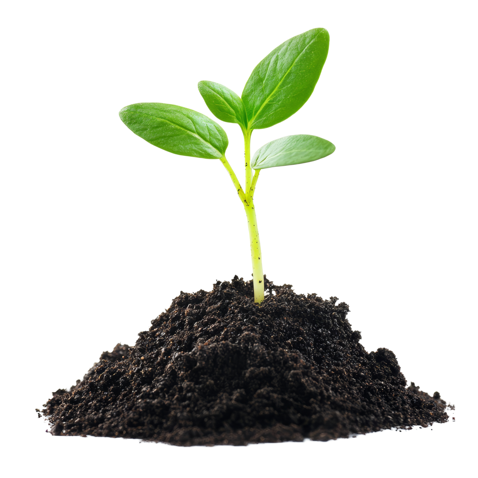 A single sprout growing healthily from rich, dark soil isolated against a clean transparent background, sprout growing from soilisolated on transparent background png