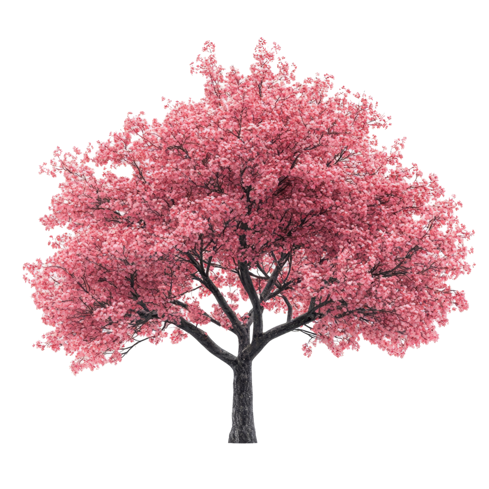 A beautiful cherry tree with vibrant blooms stands alone against a transparent background, showcasing the elegance of spring in full bloom, Cherry tree isolated transparent backgroundGenerative IA png