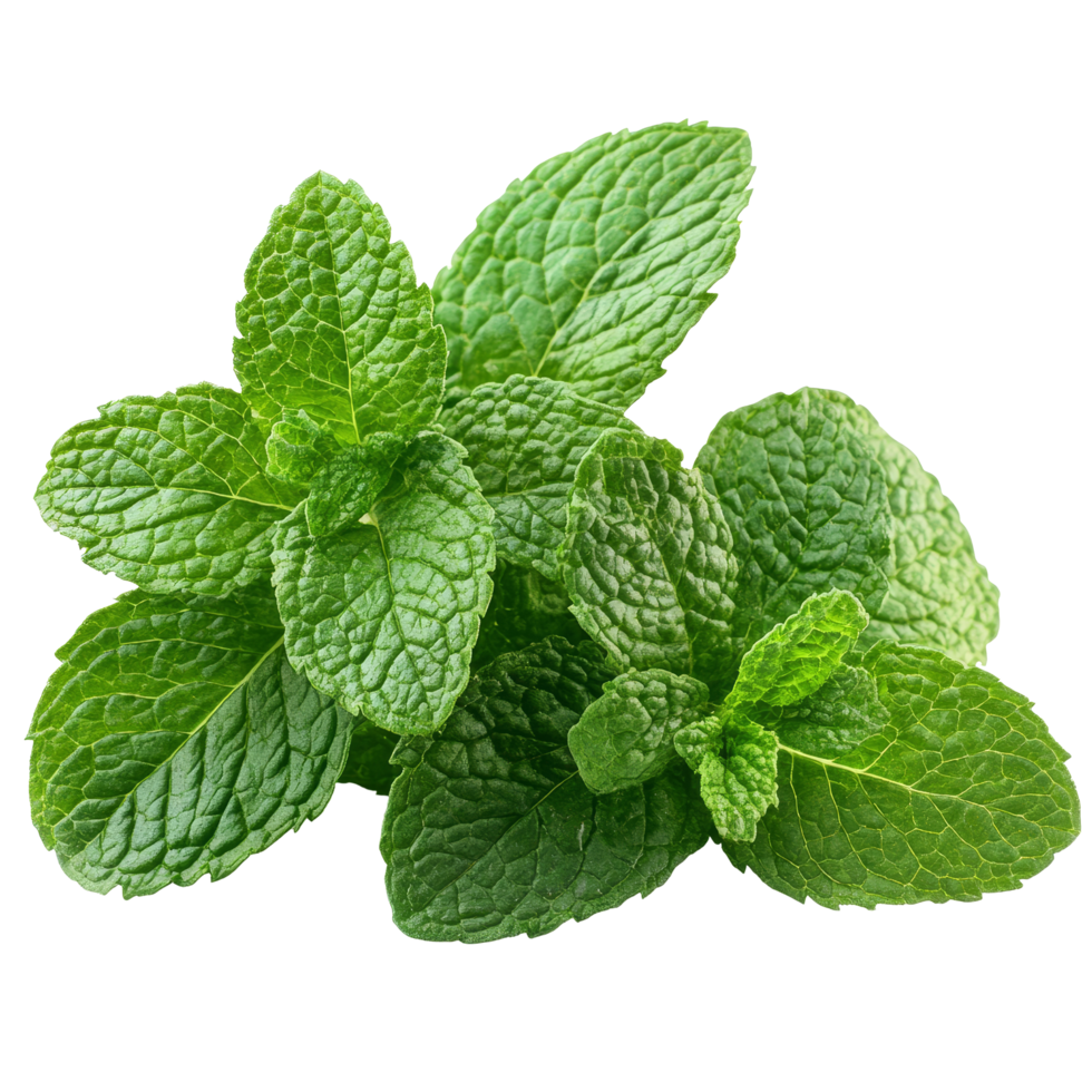 Fresh mint leaves isolated against a transparent background showcasing vibrant greenery for culinary and aromatic uses, Fresh mint leaves isolated png
