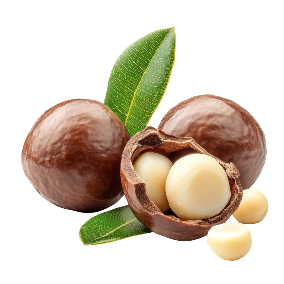 Macadamia nuts with green leaf isolated on a bright transparent background showcasing natural elements, macadamia nuts with leaf isolated on transparent background png