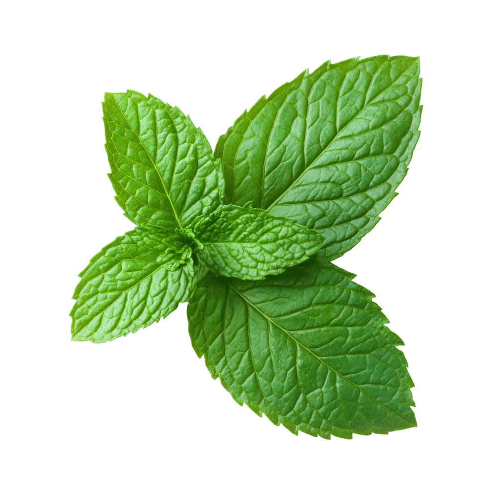Fresh mint leaves arranged on a clean transparent background ideal for culinary use or herbal remedies, Mint leaf transparent background png
