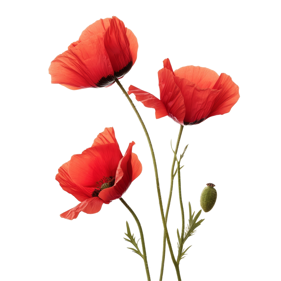 Beautiful poppy flowers standing gracefully against a transparent background in bright red hues, poppy flowers isolated on transparent background png