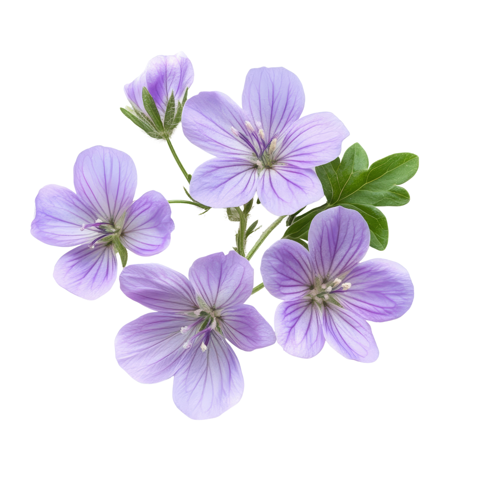 Delicate Geranium phaeum flowers beautifully arranged on a transparent background showcasing their vibrant colors, Geranium phaeum flowers isolated on transparent background png