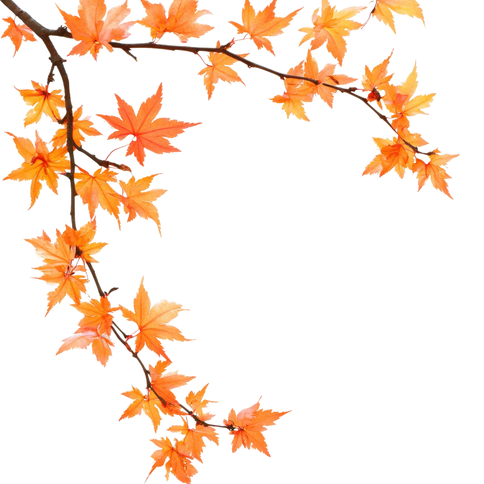 Autumn maple branch with vibrant orange leaves against a clean transparent background, autumn maple branch leaves corner edge transparent background png