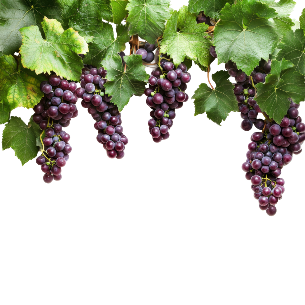 A lush branch of purple grapes with green leaves against a bright transparent background, purple grapes branch and leaves hanging top transparent background png