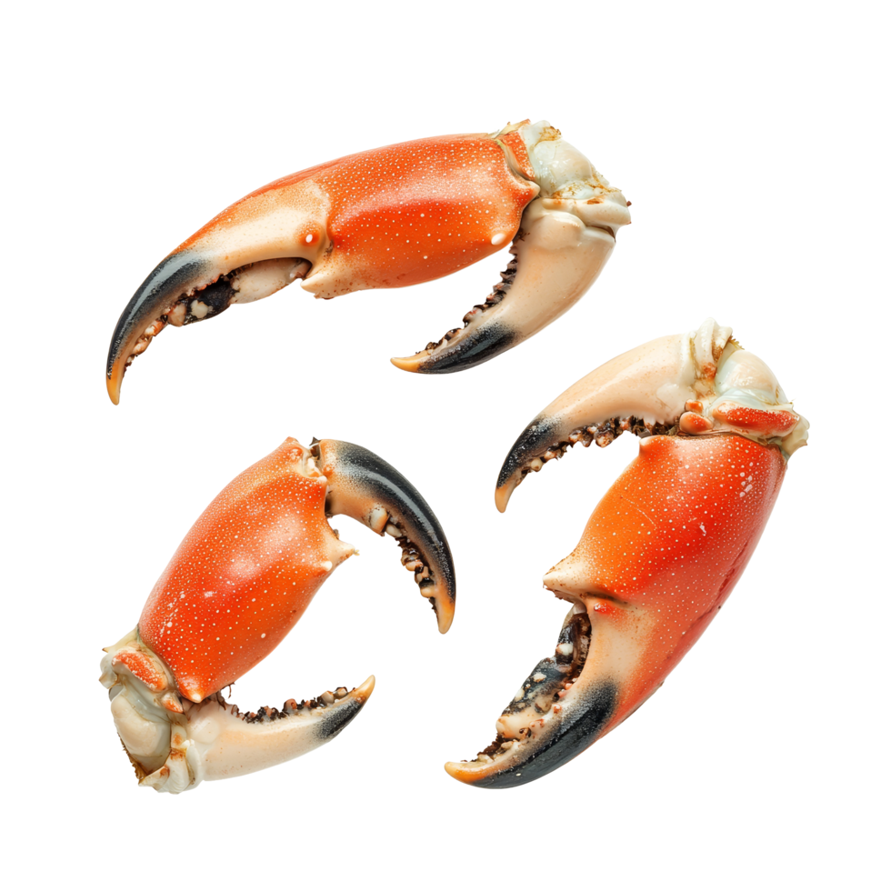 Boiled crab claws arranged on a clean transparent background for culinary presentation and enjoyment, Boiled crab claws isolated on transparent background png
