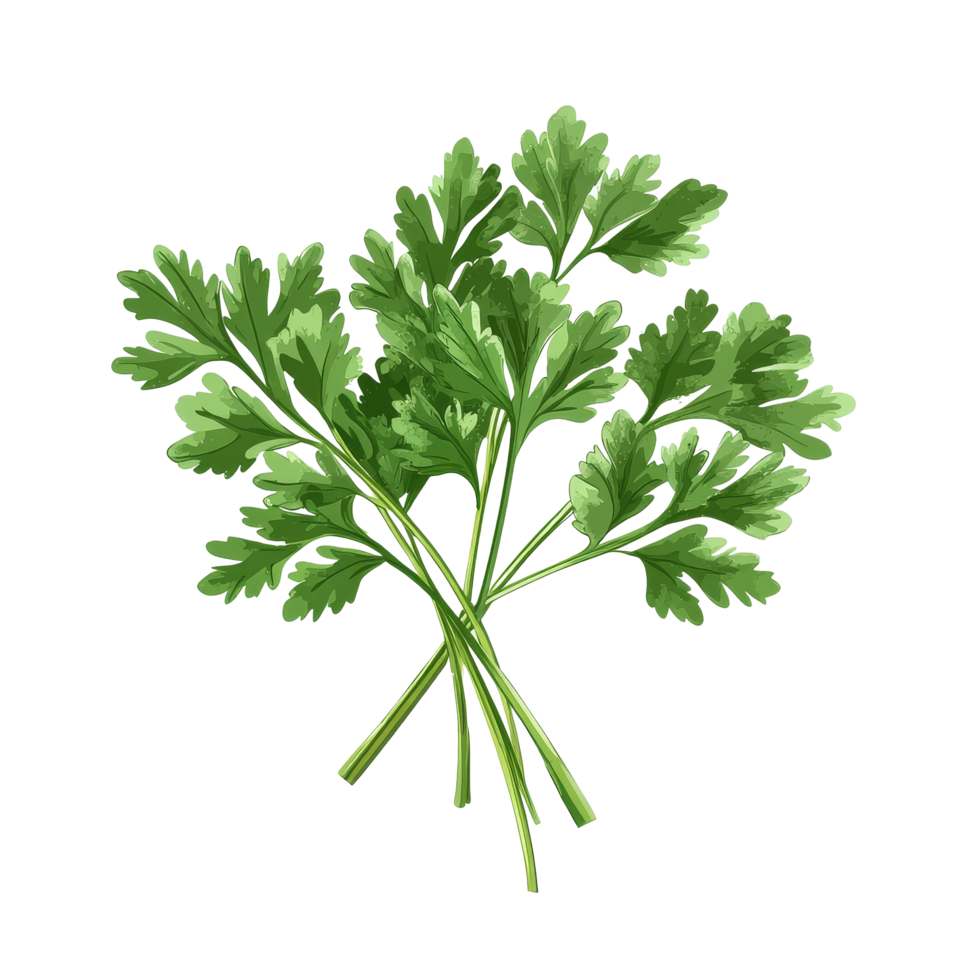 Fresh parsley herb isolated on a clean transparent background for culinary and decorative use, Parsley herb isolated on transparent background png