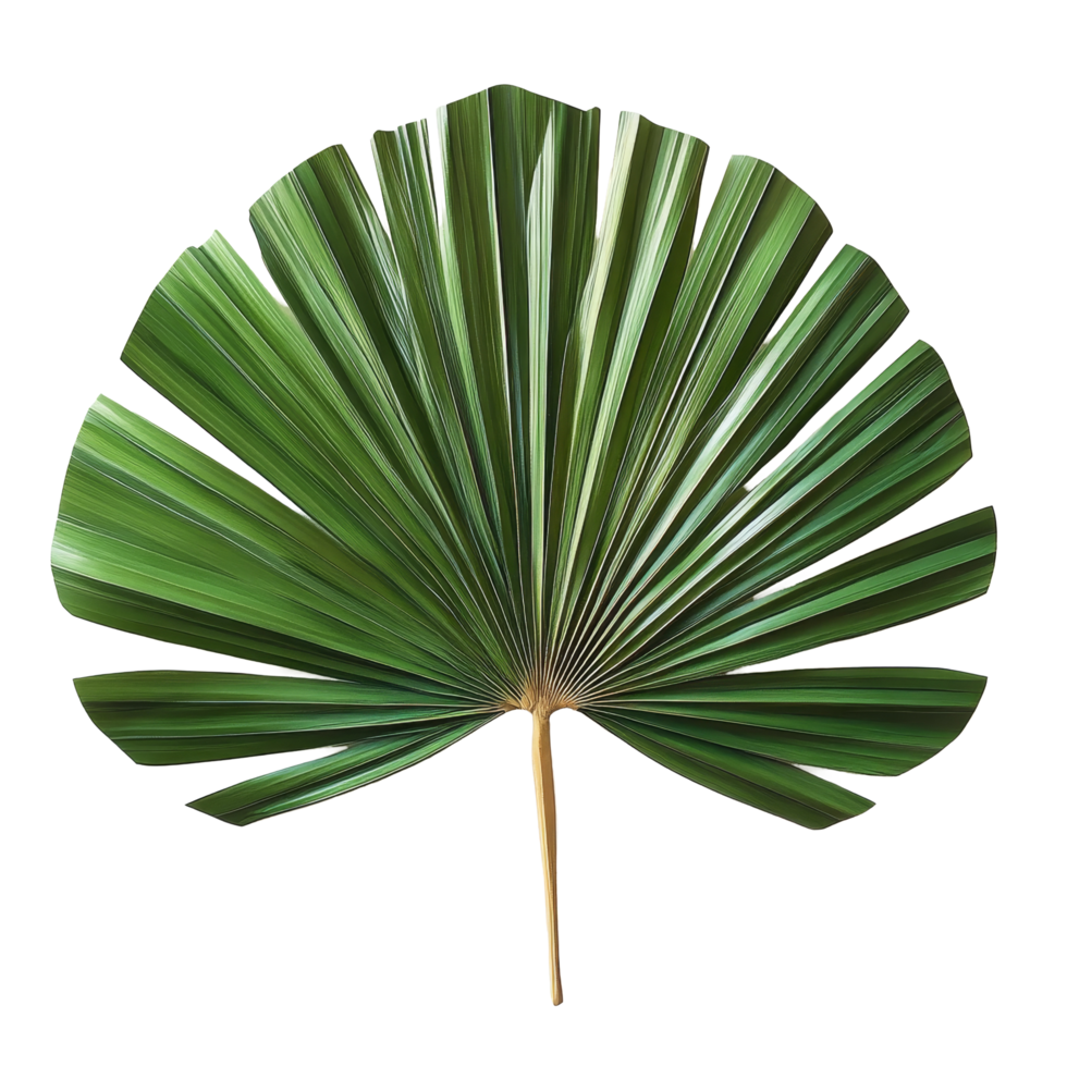 A beautifully crafted fan made from palm leaves displayed on a transparent background for artistic appreciation, fan made from palm leaves on transparent backgroundfile png