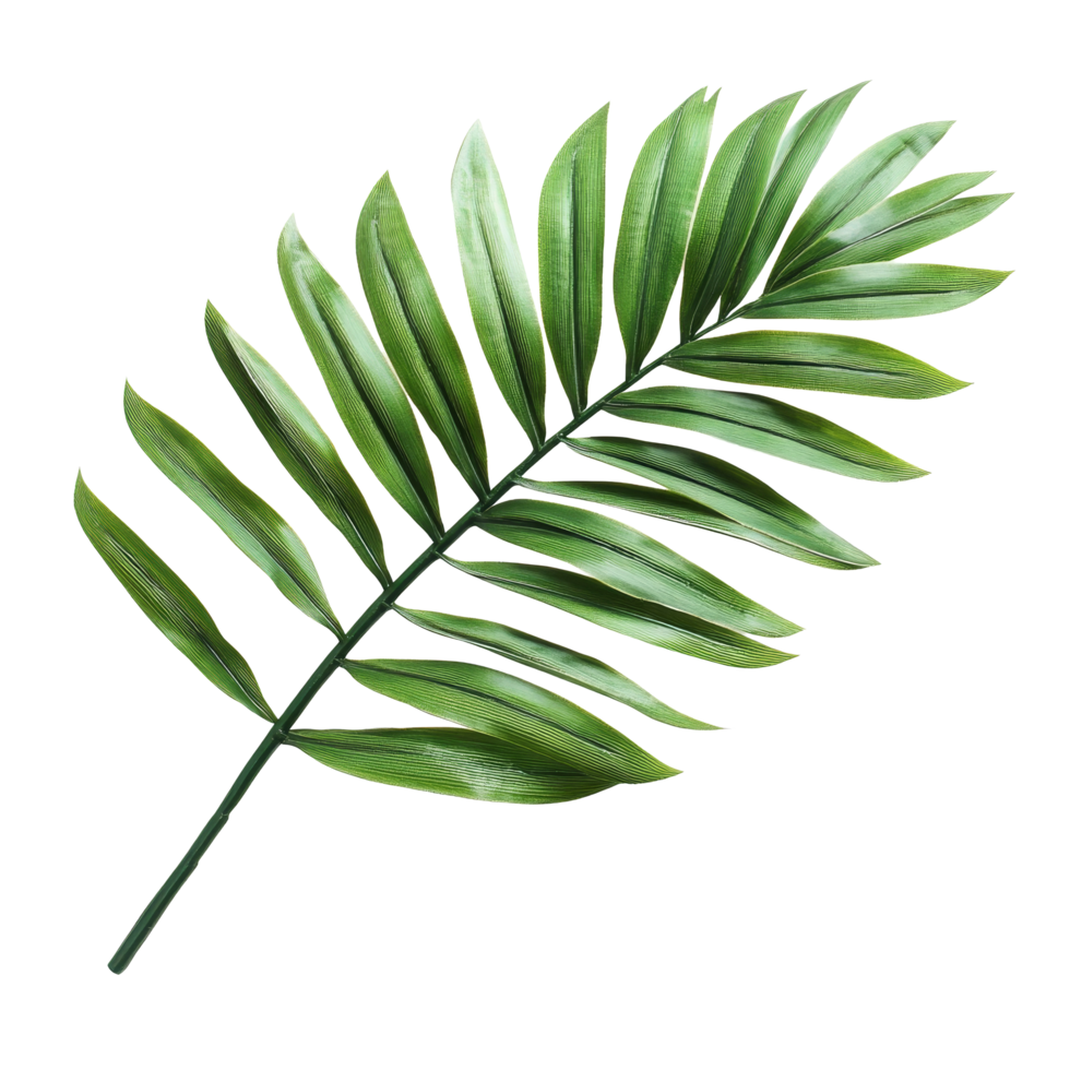 A vibrant green palm leaf isolated on a clean transparent background showcasing its natural beauty and texture, green palm leaf isolated on transparent background png