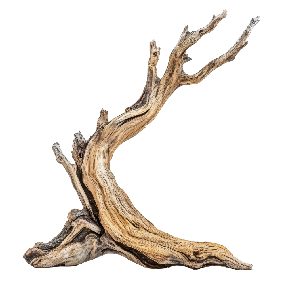 Wood sculpture of dry tree with natural curves, highlighting natures artistry on a transparent background, Dry tree wood isolated on transparent background. Tree wood transparent background png