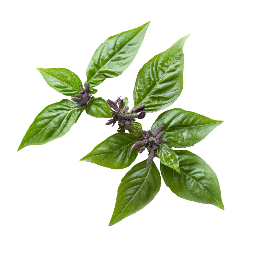 Fresh Thai basil with green leaves and purple flowers isolated on a transparent background for culinary uses, thai basil isolated on transparent background png