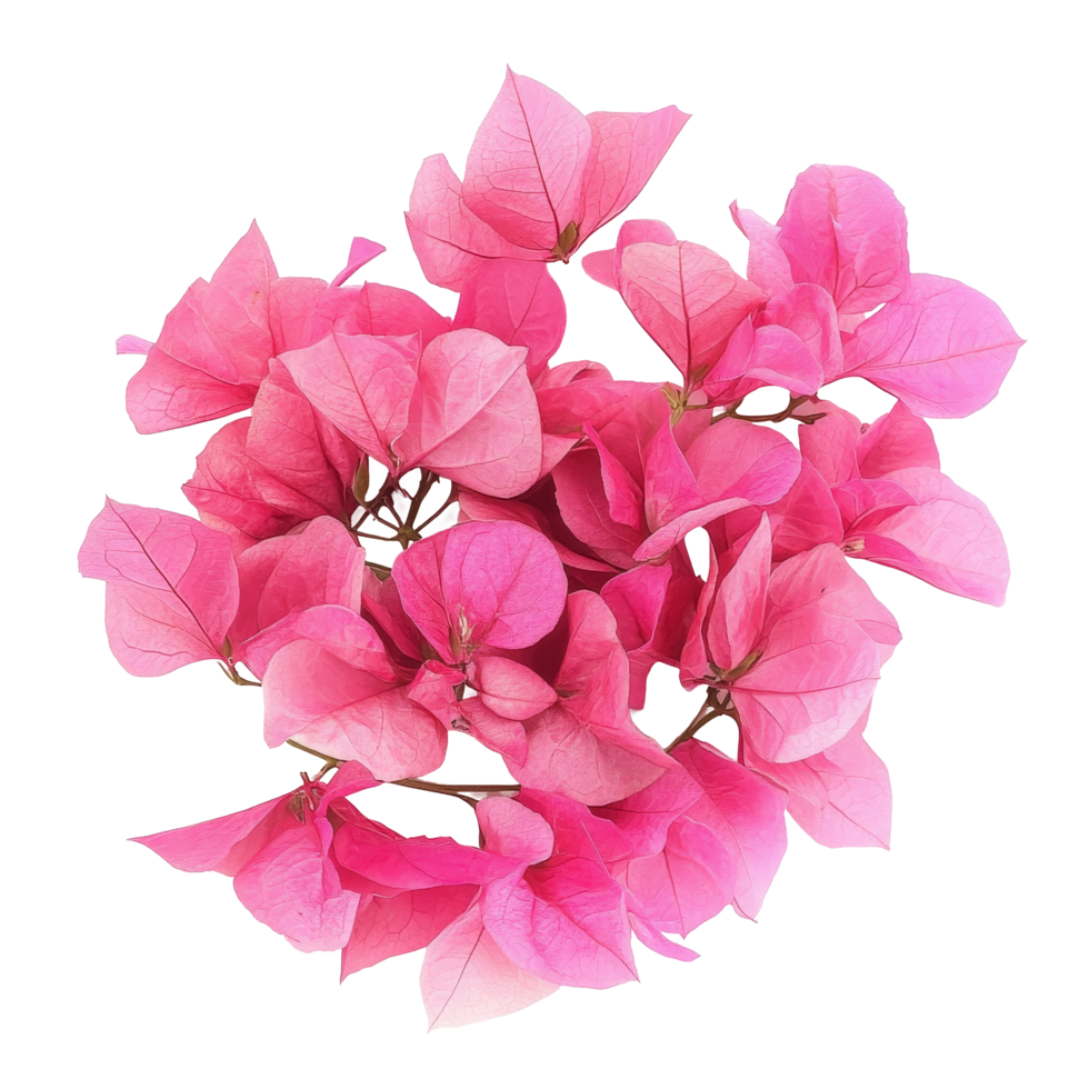 Bougainvillea flowers in vibrant pink arranged against a clean transparent background, bougainvillea flowers isolated transparent background png