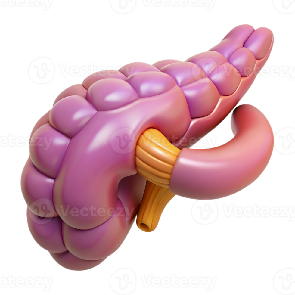 3D Model of a Human Pancreas png