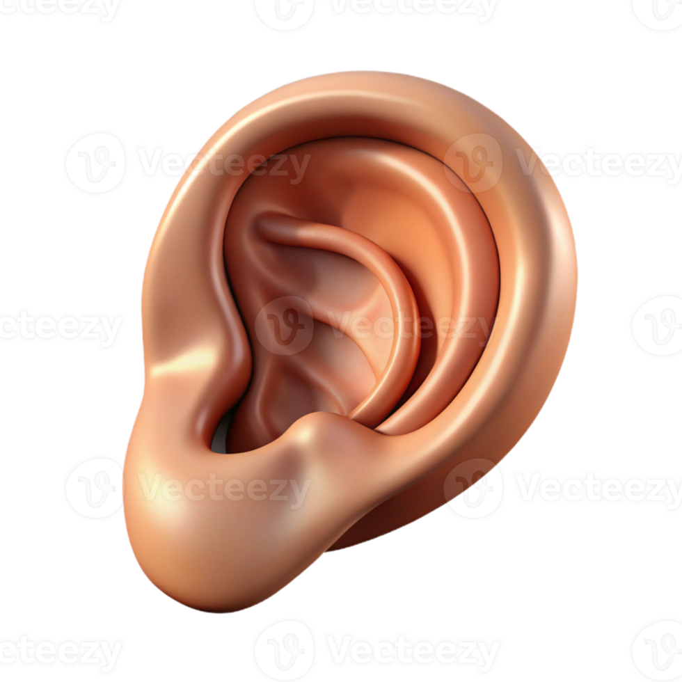 3D Ear Render- Realistic Anatomy png