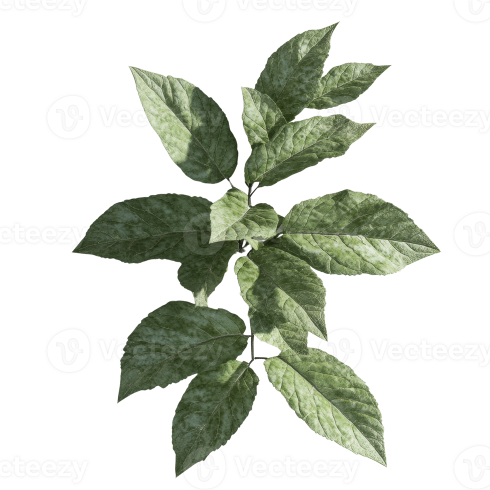 Green foliage sprig with multiple leaves showing texture png