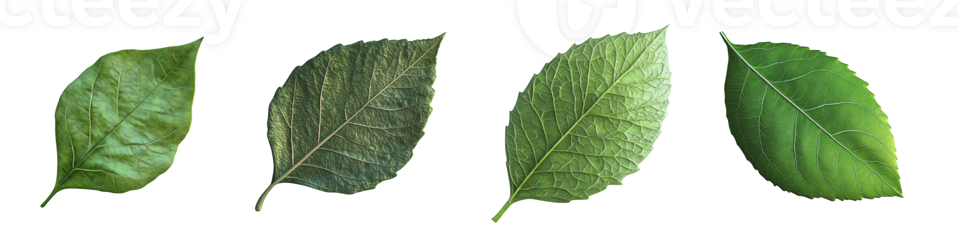 Four Green Leaves Displaying Variations in Texture and Shape png