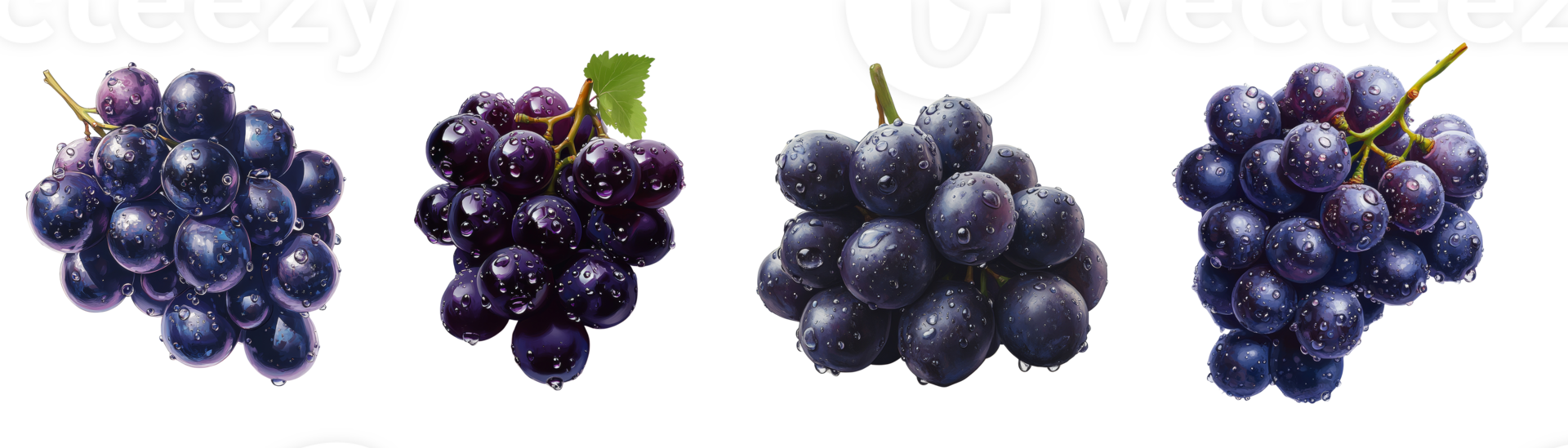 Four bunches of dark grapes glistening with water droplets png