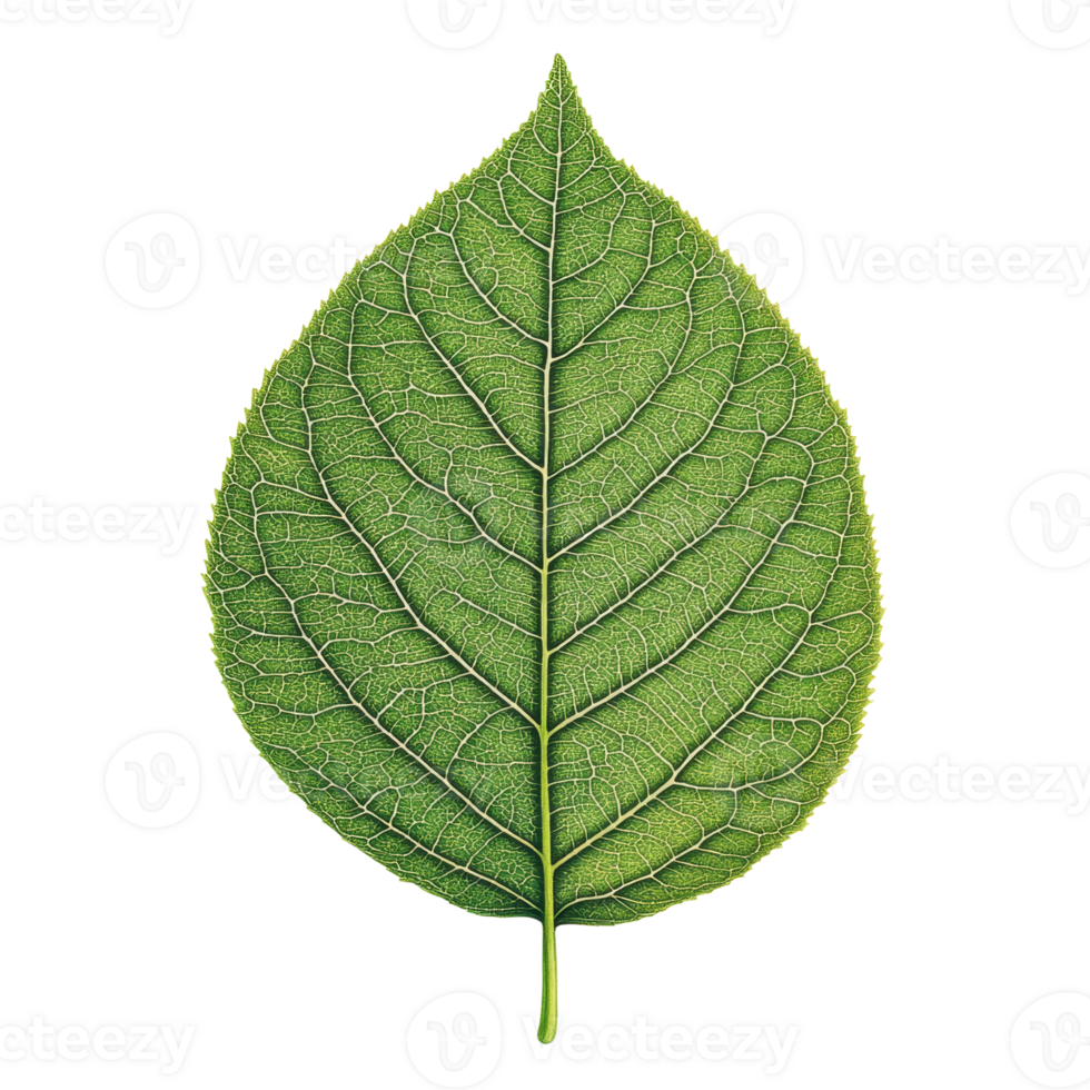 A Single Green Leaf Isolated on transparent Background png