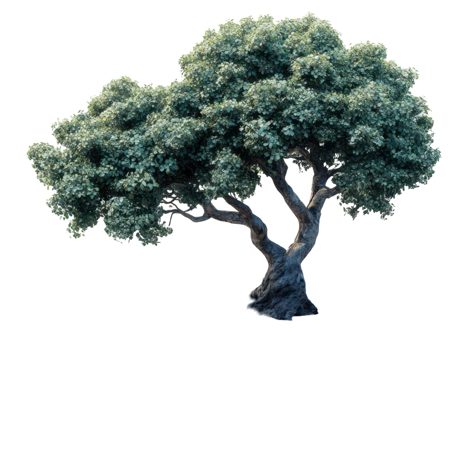 Lush green tree with expansive canopy and twisting trunk in natural habitat isolated on transparent background. png