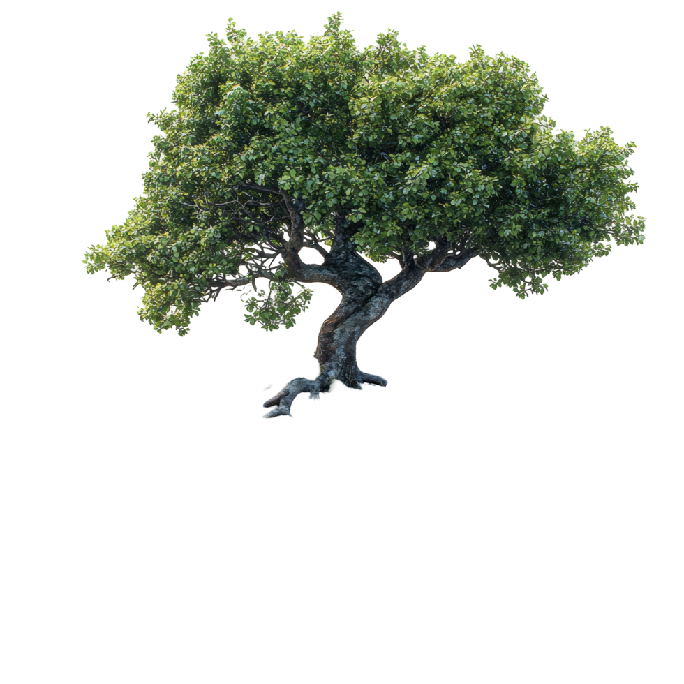 Large green tree with dense foliage standing alone against a plain backdrop in a serene setting isolated on transparent background. png