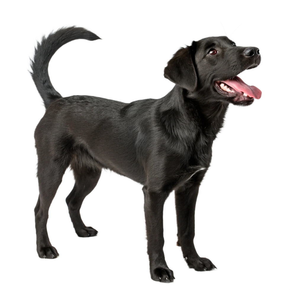 black dog is isolated on the transparent background png