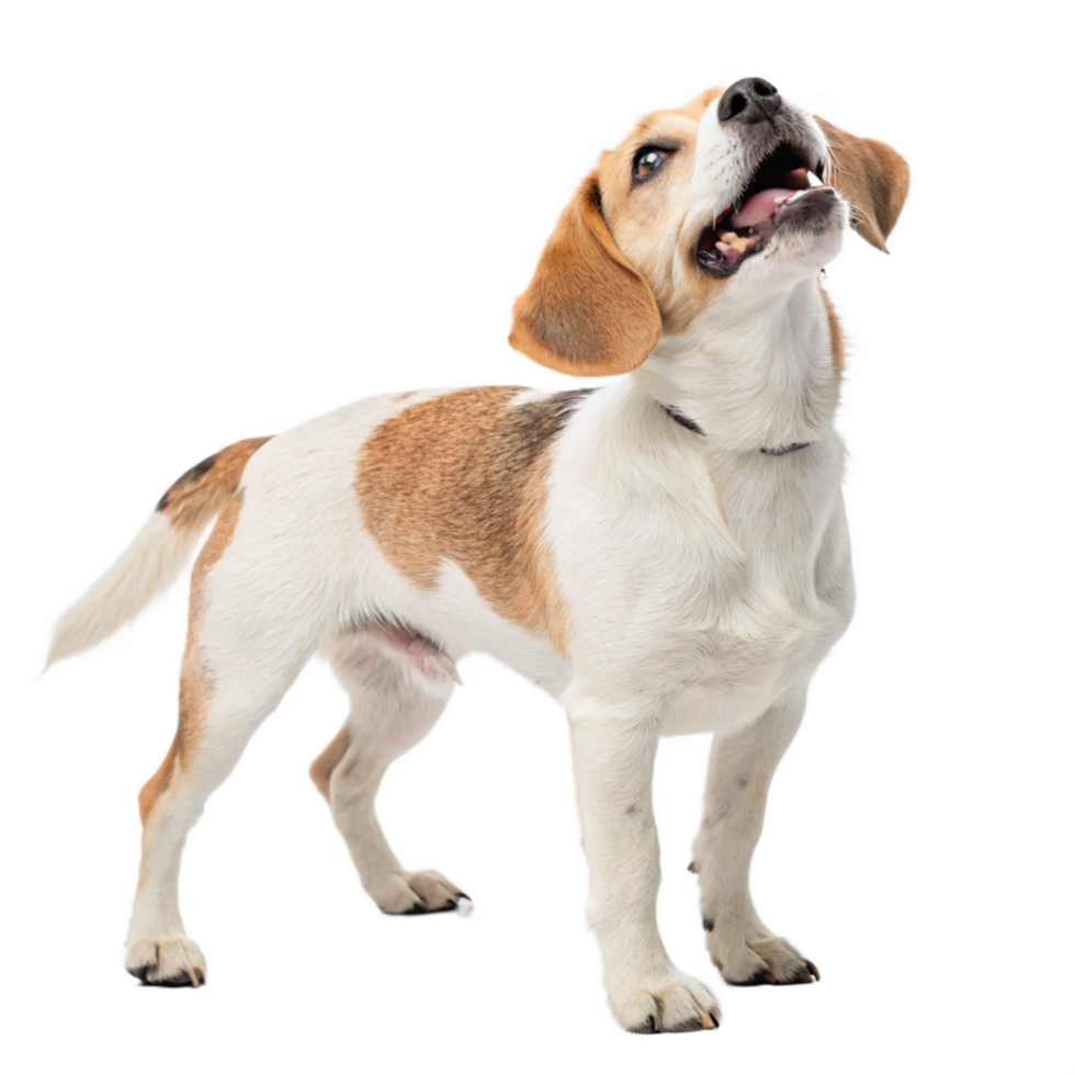 funny dog is isolated on the transparent background png