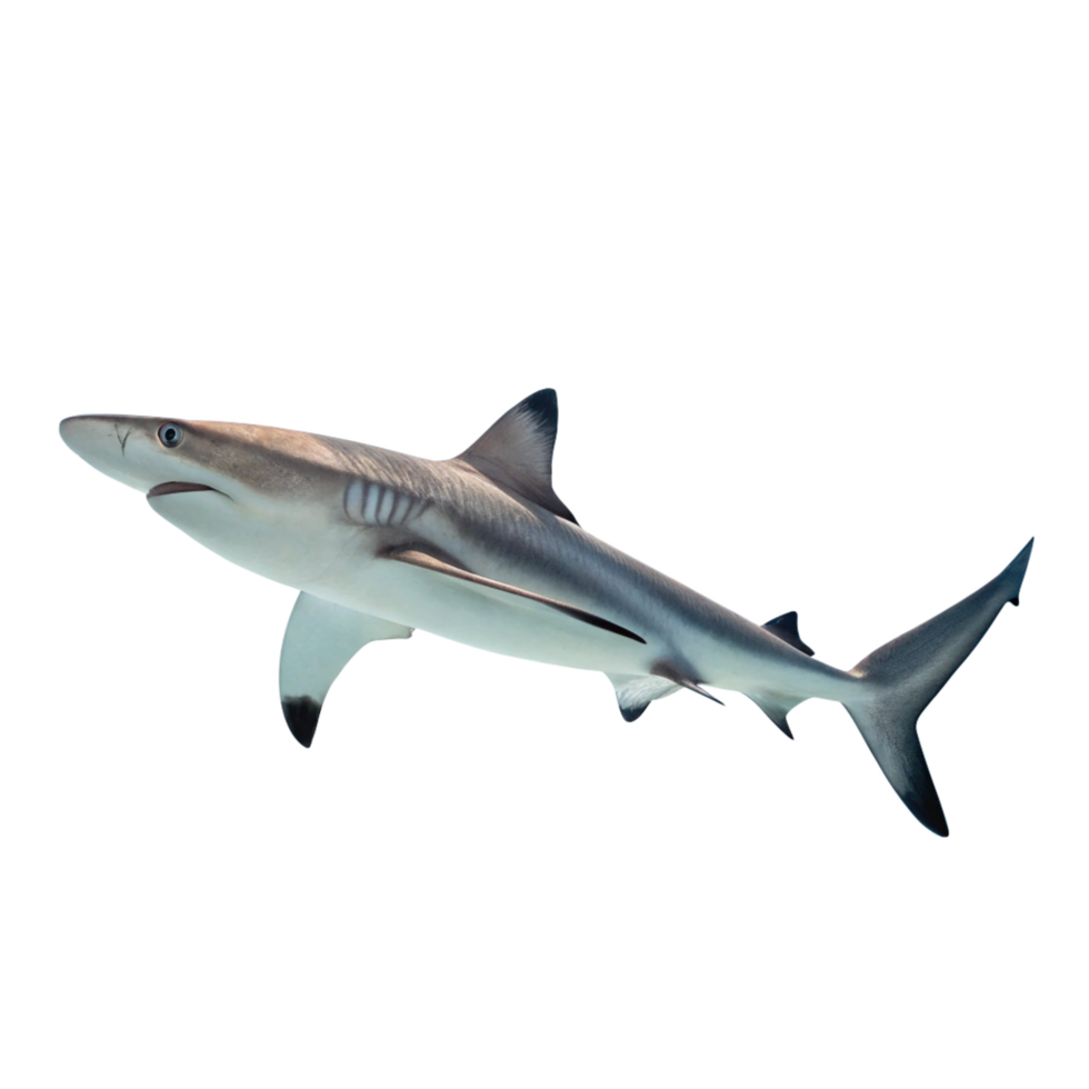 small 3d shark is isolated on transparent background png