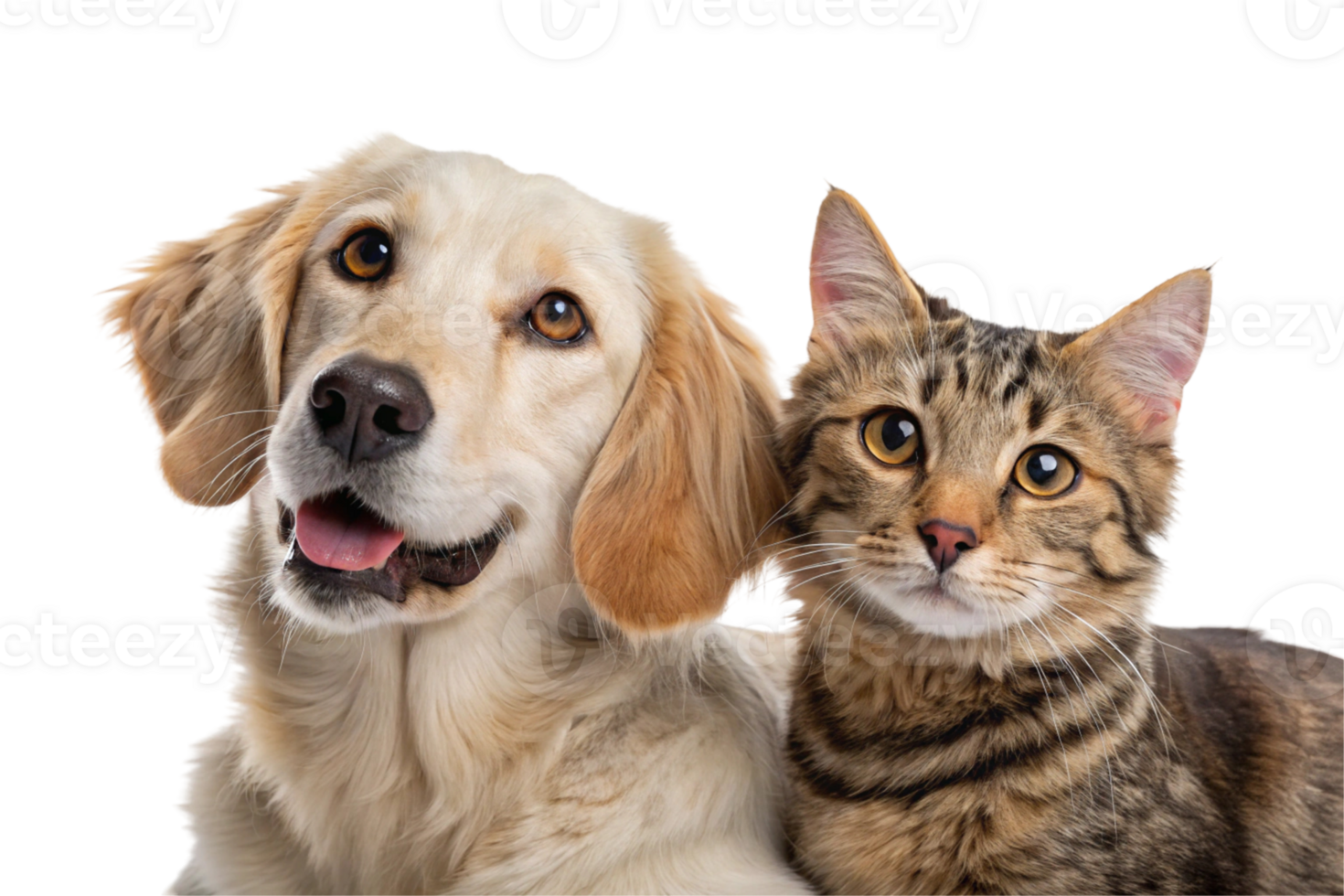 Portrait of a dog and a cat looking at the camera in front, adorable funny domestic puppy and tabby cat pet sitting together, animal friendship isolated, playful cute kitty shot png