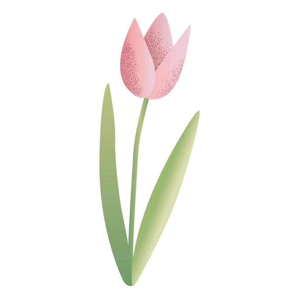 Delicate hand drawn tulip. Spring flower in watercolor style. vector