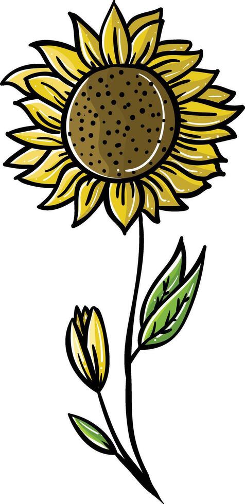 color sunflower illustration vector