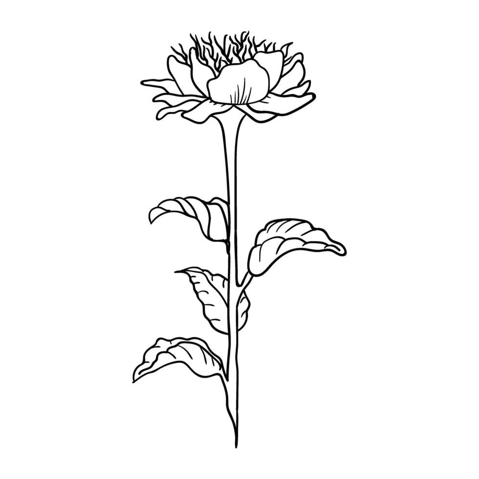 outline of flower vector