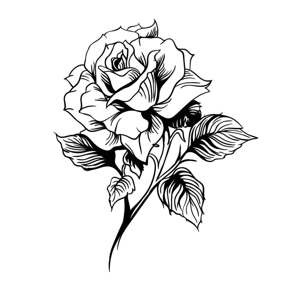 a black and white drawing of a rose vector
