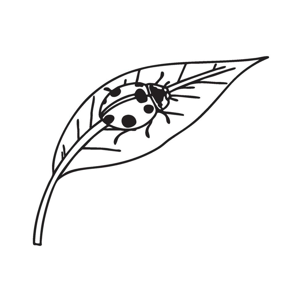 A ladybug insect crawling on a vibrant green leaf in the garden vector