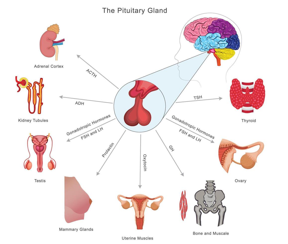 The pituitary gland controls growth, metabolism, reproduction, and other endocrine functions vector