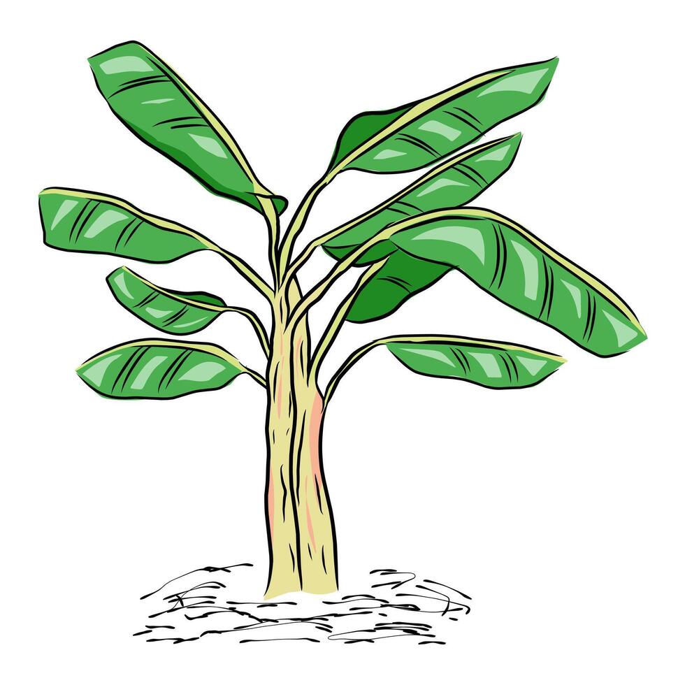 Vibrant and artistic representation of a banana tree, perfect for botanical designs, educational materials, or tropical-themed projects. vector