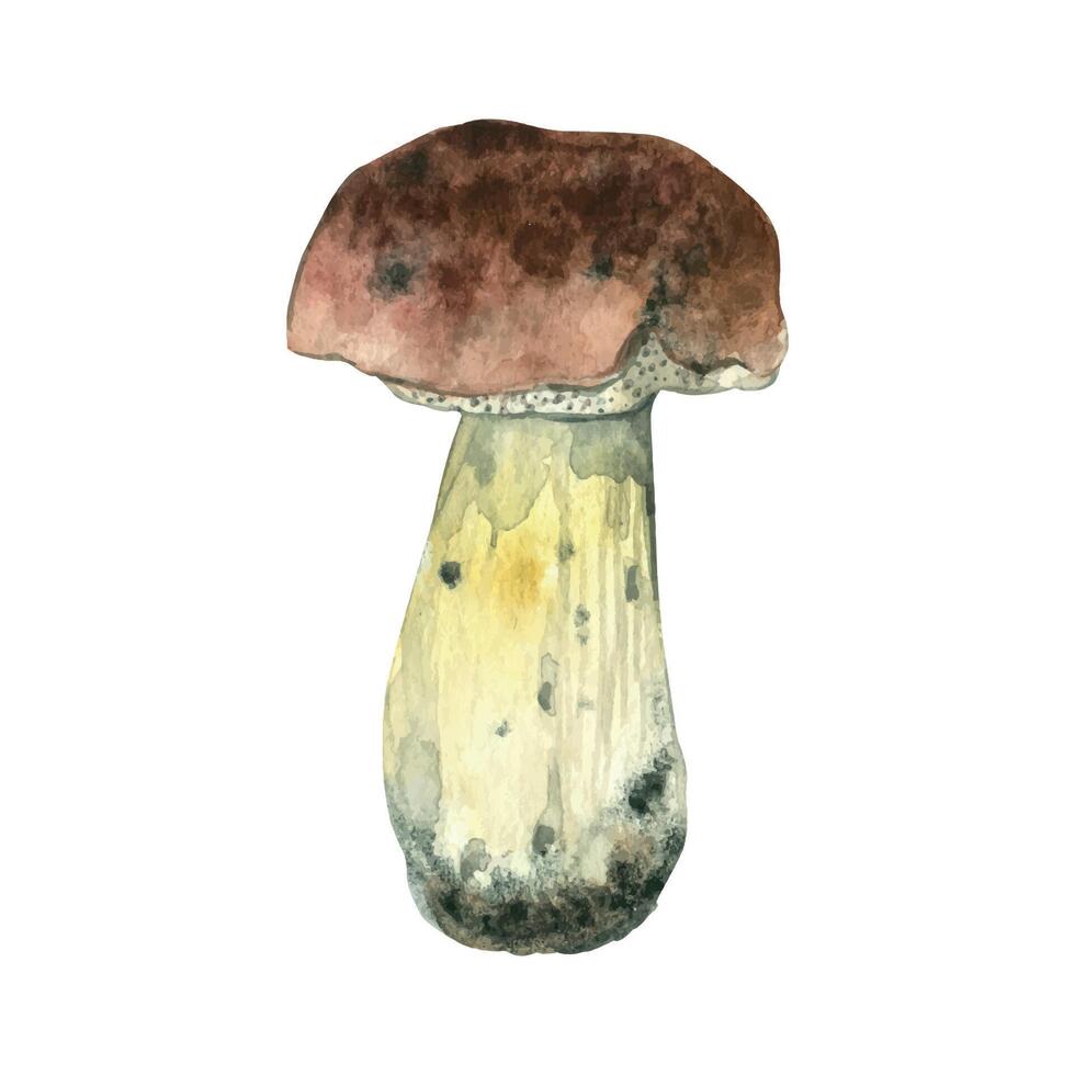 White mushroom with brown cap and white stem, hand drawn with watercolor and isolated on white background. Watercolor illustration. For printing in books, on postcards, fabric, for food packaging vector