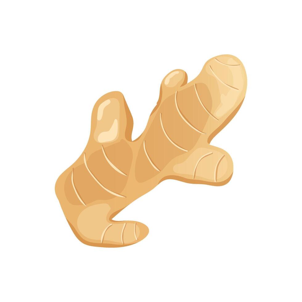 Ginger root in flat design. Culinary spice, scented cooking condiment. illustration isolated. vector