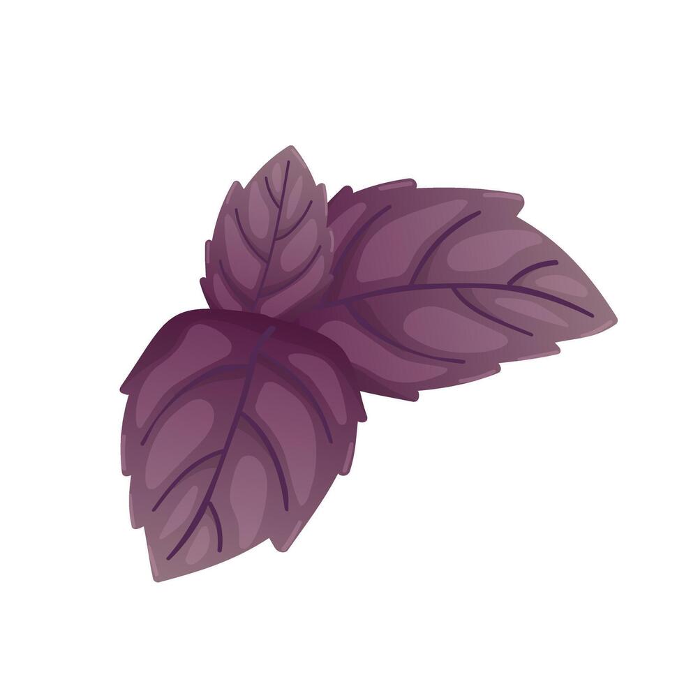 Purple basil leaf in flat design. Culinary herbal spice, scented foliage. illustration isolated. vector