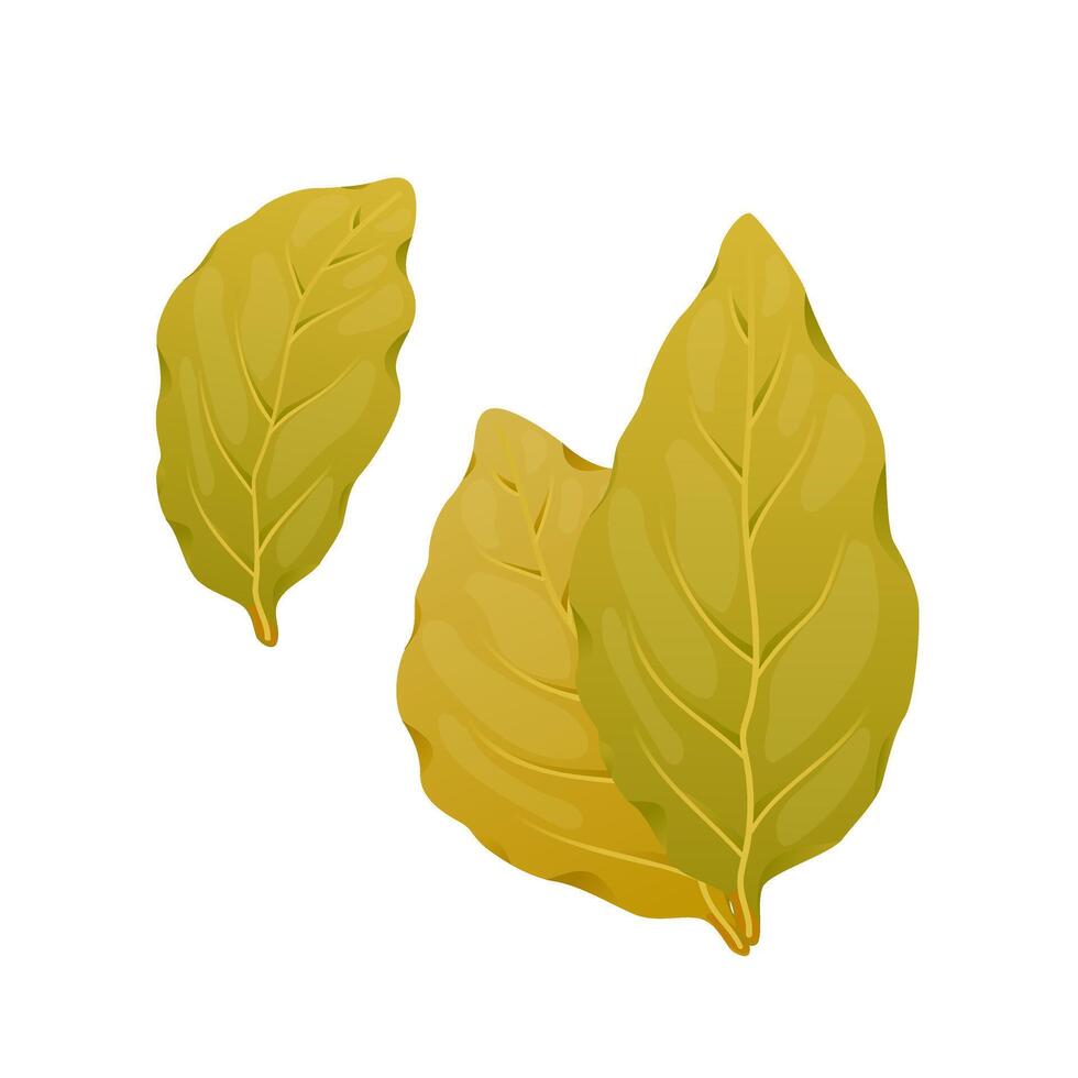 Dry bay leaf in flat design. Culinary spice, scented laurel foliage. illustration isolated. vector