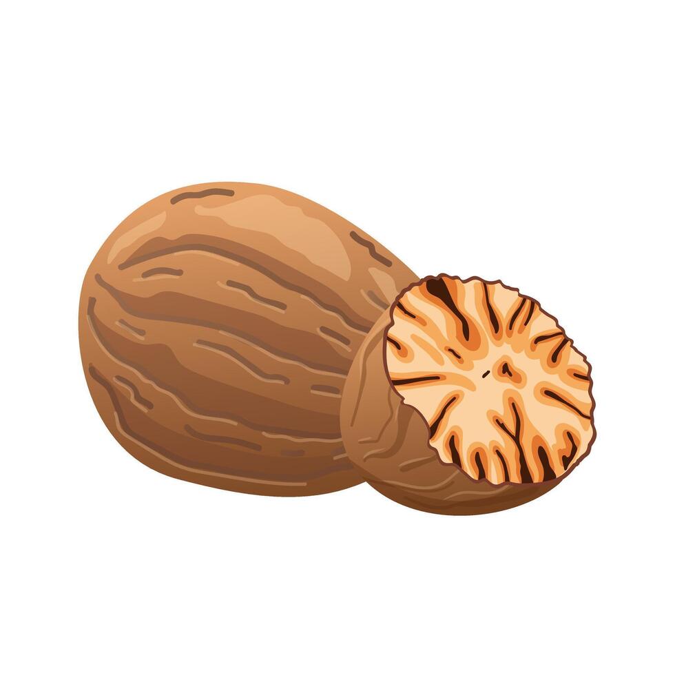 Nutmeg in flat design. Spice for baking and cooking, brown aromatic dry nut. illustration isolated. vector