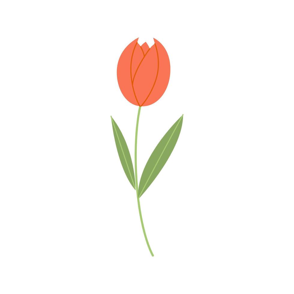 Cute red tulip with leaves isolated on white background Botanical clipart. vector