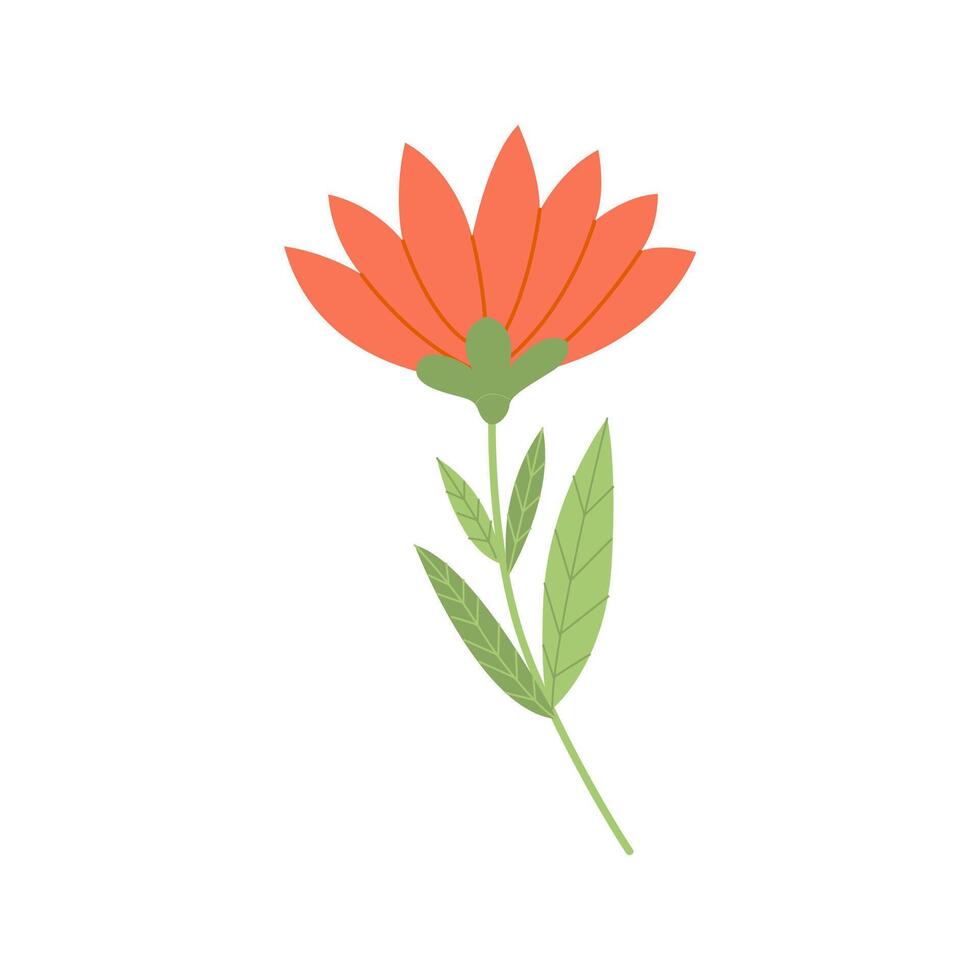 cute orange spring wildflower on white background vector