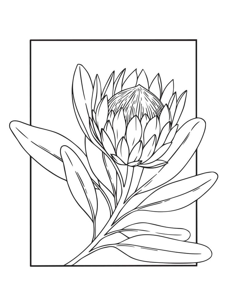 protea flower in frame. illustration in sketch style. coloring book vector