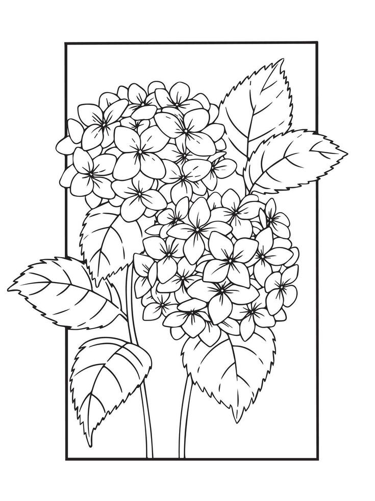 hydrangea flower in frame. illustration in sketch style. coloring book vector