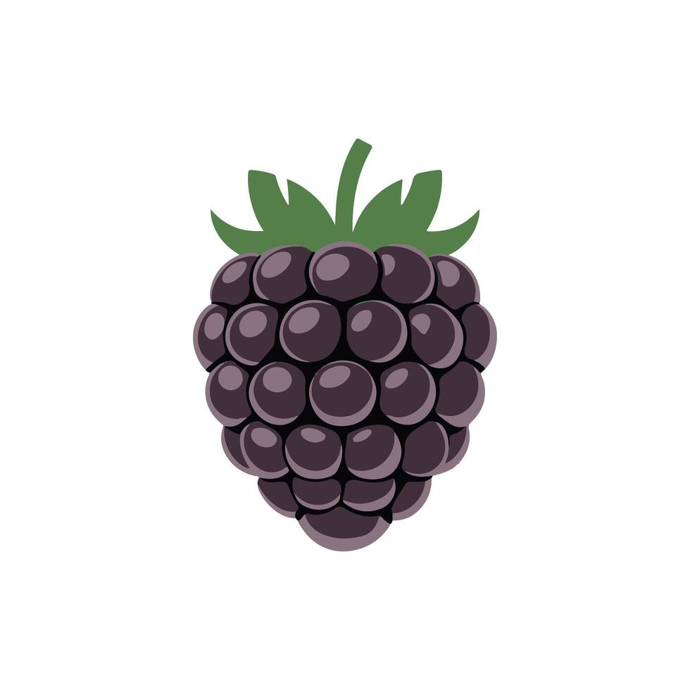 blackberry fruit illustrations vector
