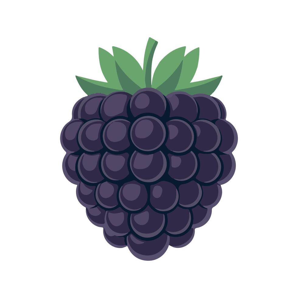 blackberry fruit illustration isolated on white background vector