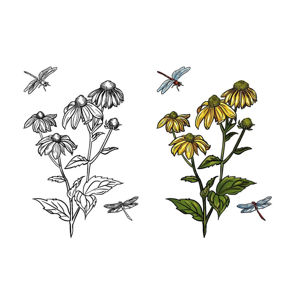 hand drawing Rudbeckia flower drawing dragonfly Scientific colouring book illustration vector